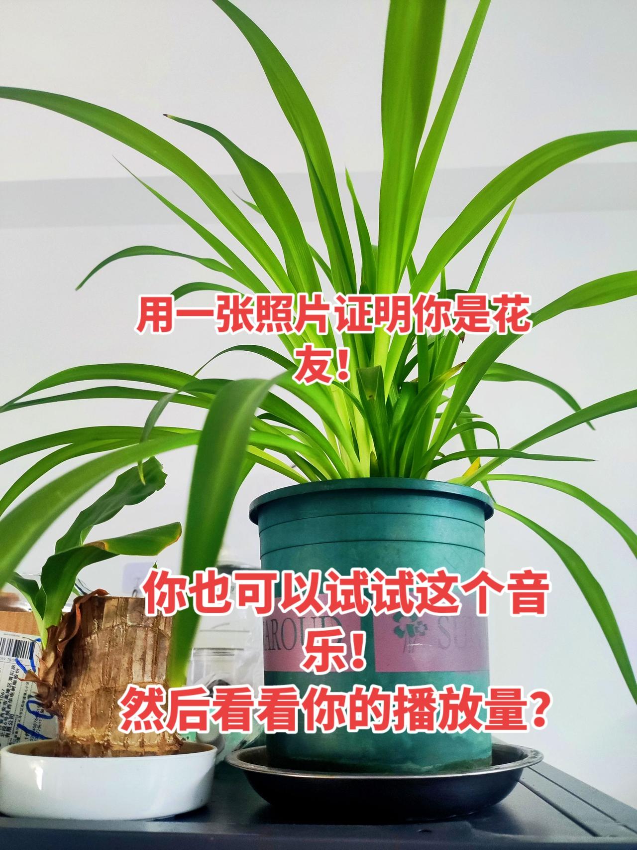 可不可以发一张你种的花？用一张照片证明你是花友养花我是认真的养花修心养性