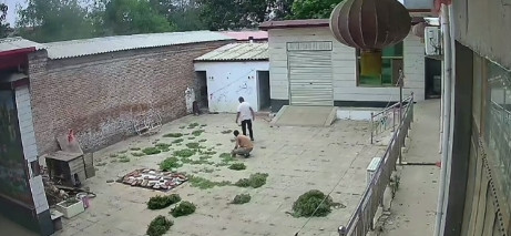 河北邢台，老家满院的杂草突然没有了。男子翻看监控才知道是两位叔叔帮忙清理干净。男