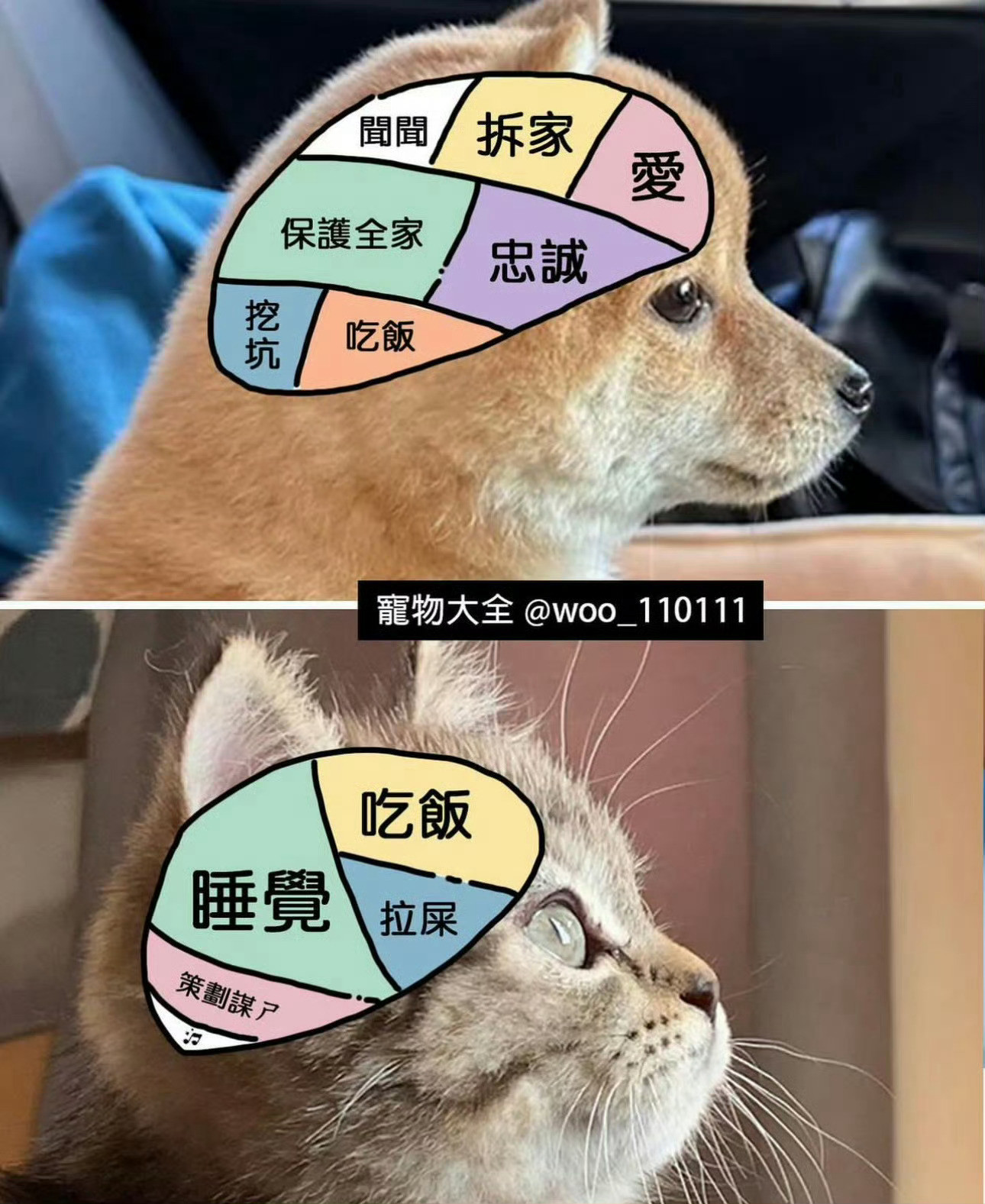 小狗和小猫的区别：​​​​
