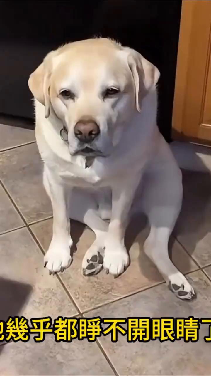 这就是为什么说狗狗是我们最好的朋友。当这个男人深夜下班回到家，全家都睡了，但他的