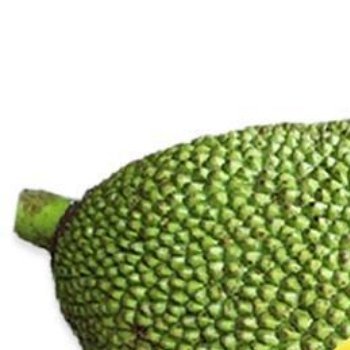 菠萝蜜的种植方法选种与种子处理（种子繁殖）：挑选完全成熟、果实饱满、无病虫害的菠
