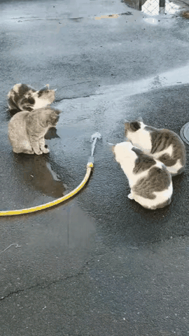 如果这根水管换做是蛇，这些猫咪同样可以躲避它的攻击，因为猫的速度是相当快的。大家