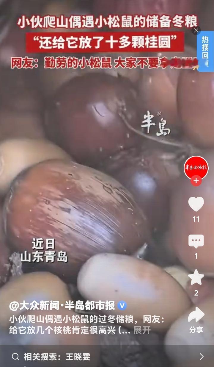 青岛小伙崂山爬山惊遇松鼠藏粮，暖心投放桂圆引全网泪目：别动它的坚果，那是它的整个