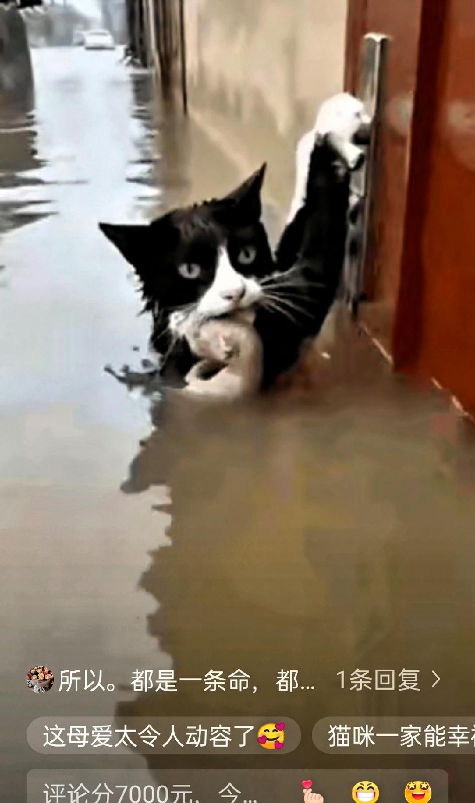泪目了，这就是母爱，洪水中，那只流浪猫妈妈的瞬间，眼泪直接绷不住了！洪水裹着