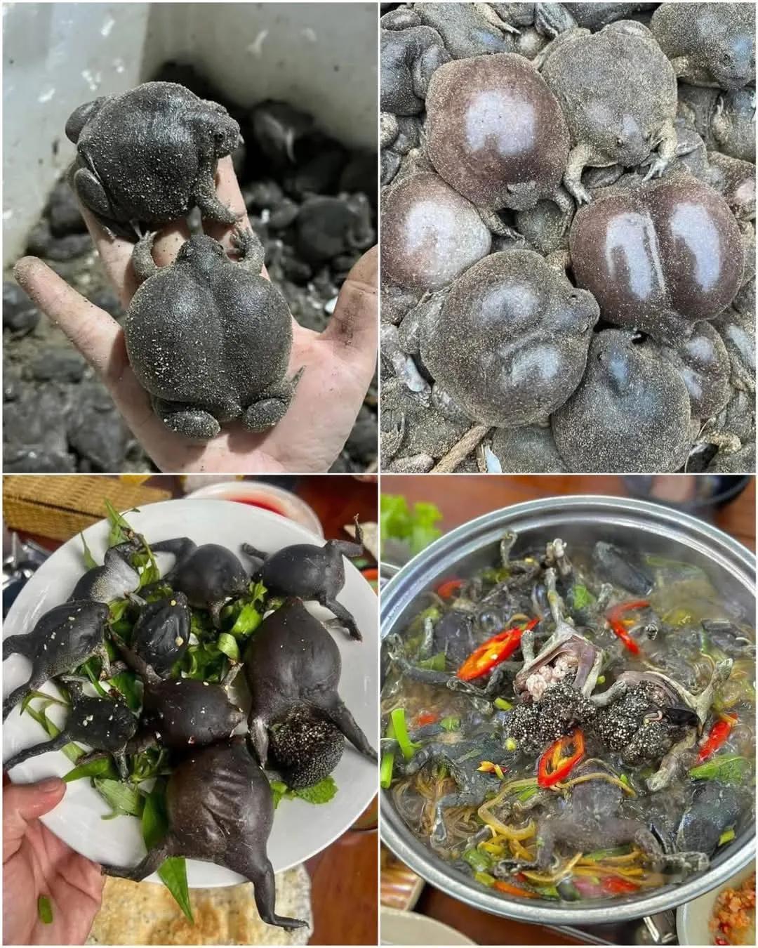 来越南10年了，越南的菜肴奇奇怪怪，还是不敢动筷子，网友们有敢动筷子的吗