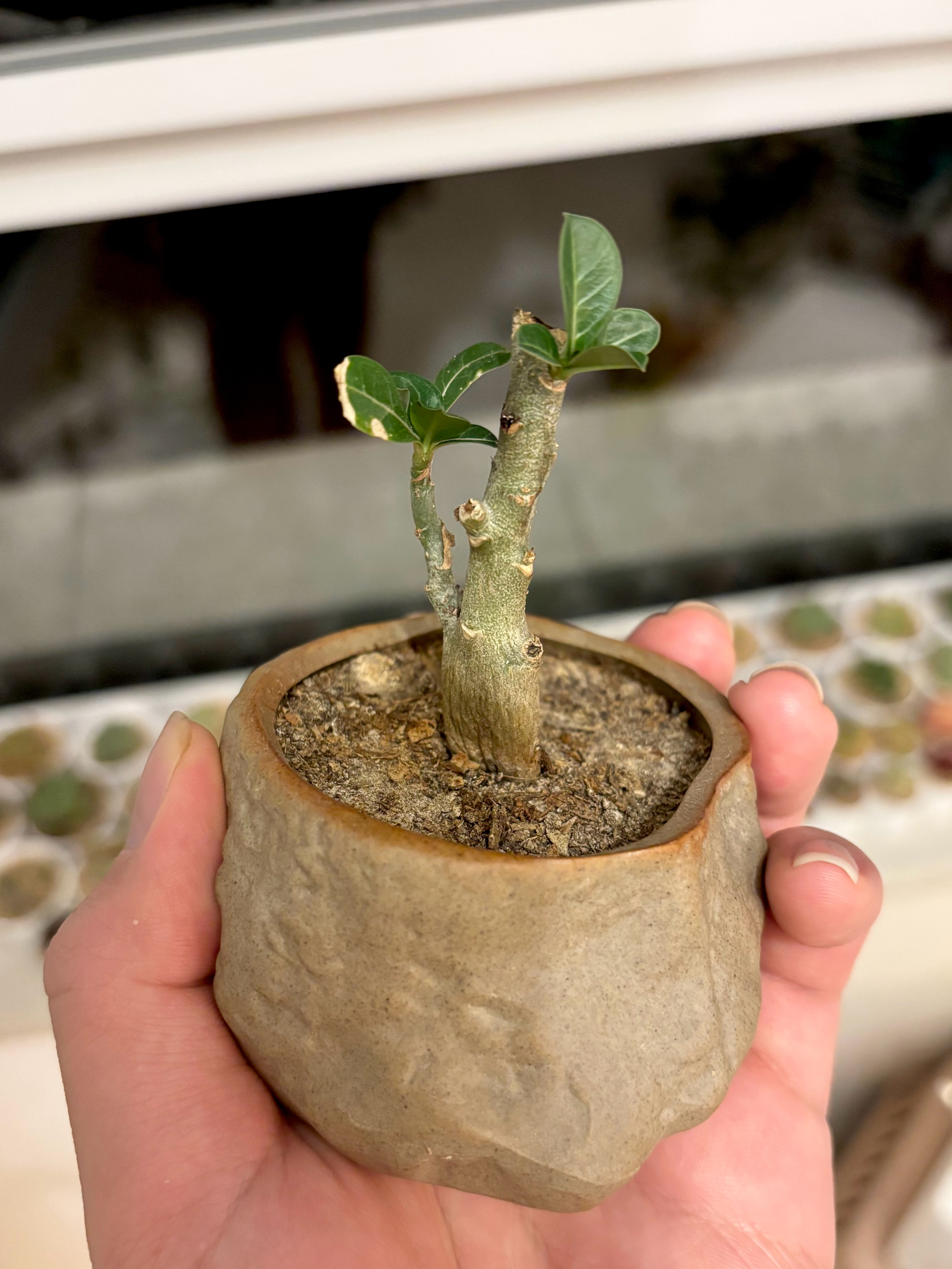 喜报！我疑似把沙漠玫瑰救活了！图1是他现在的样子图2是他刚来时候的样子想问问种植