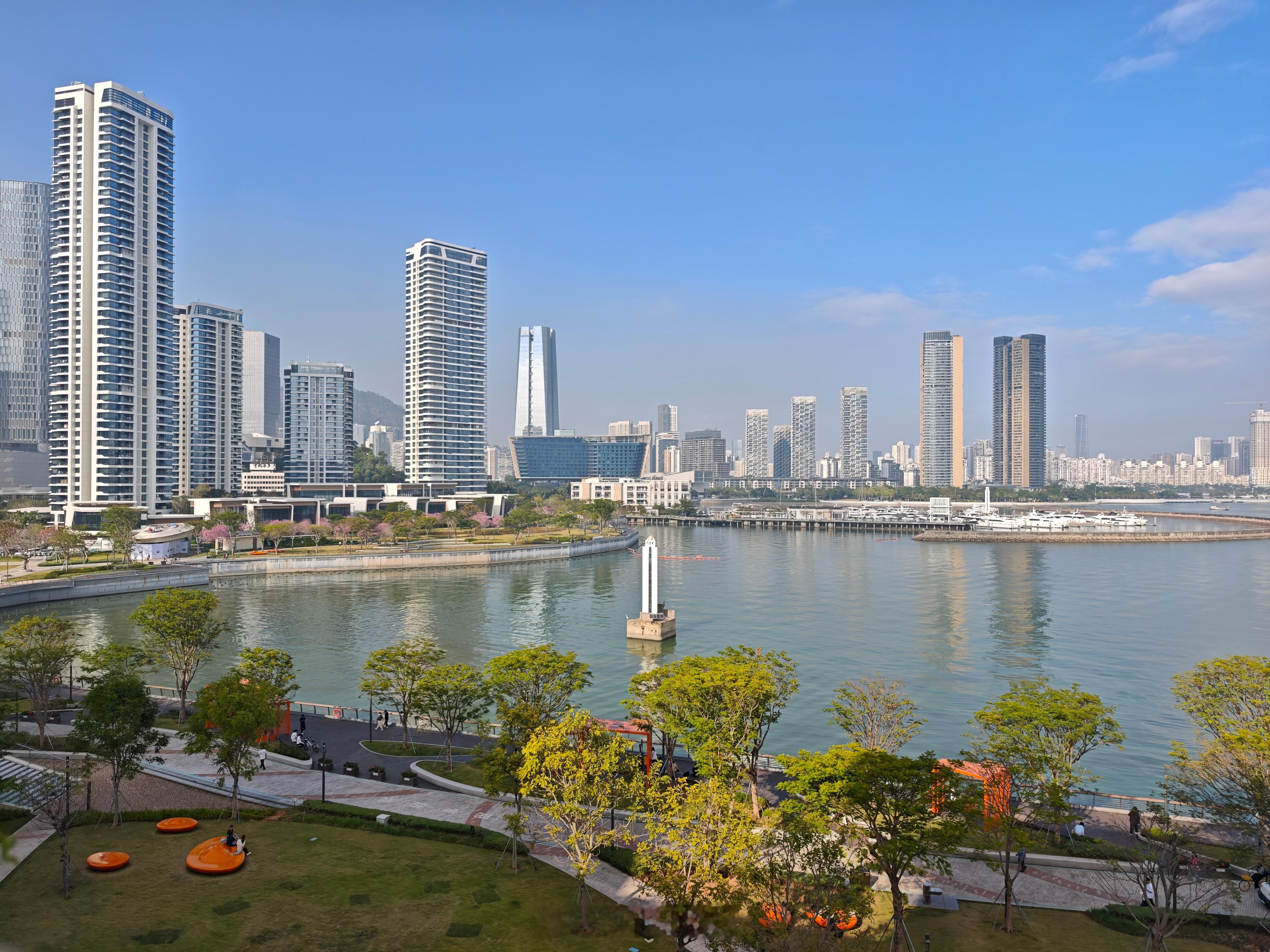 今天的蛇口依旧美丽。紫花风铃木又开了。深圳