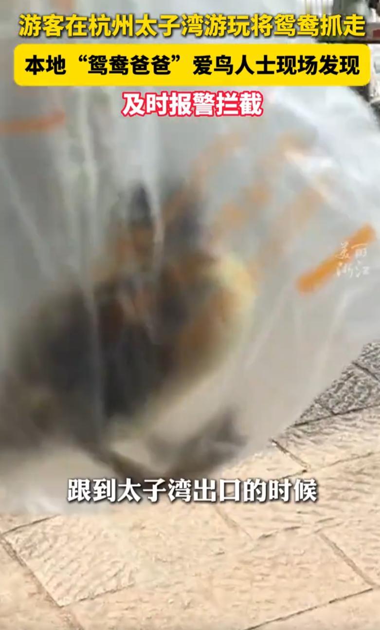 胆子够大的！浙江杭州，一对中年夫妻逛太子湾公园时，忽然蹲下身，眼疾手快地把一只毛