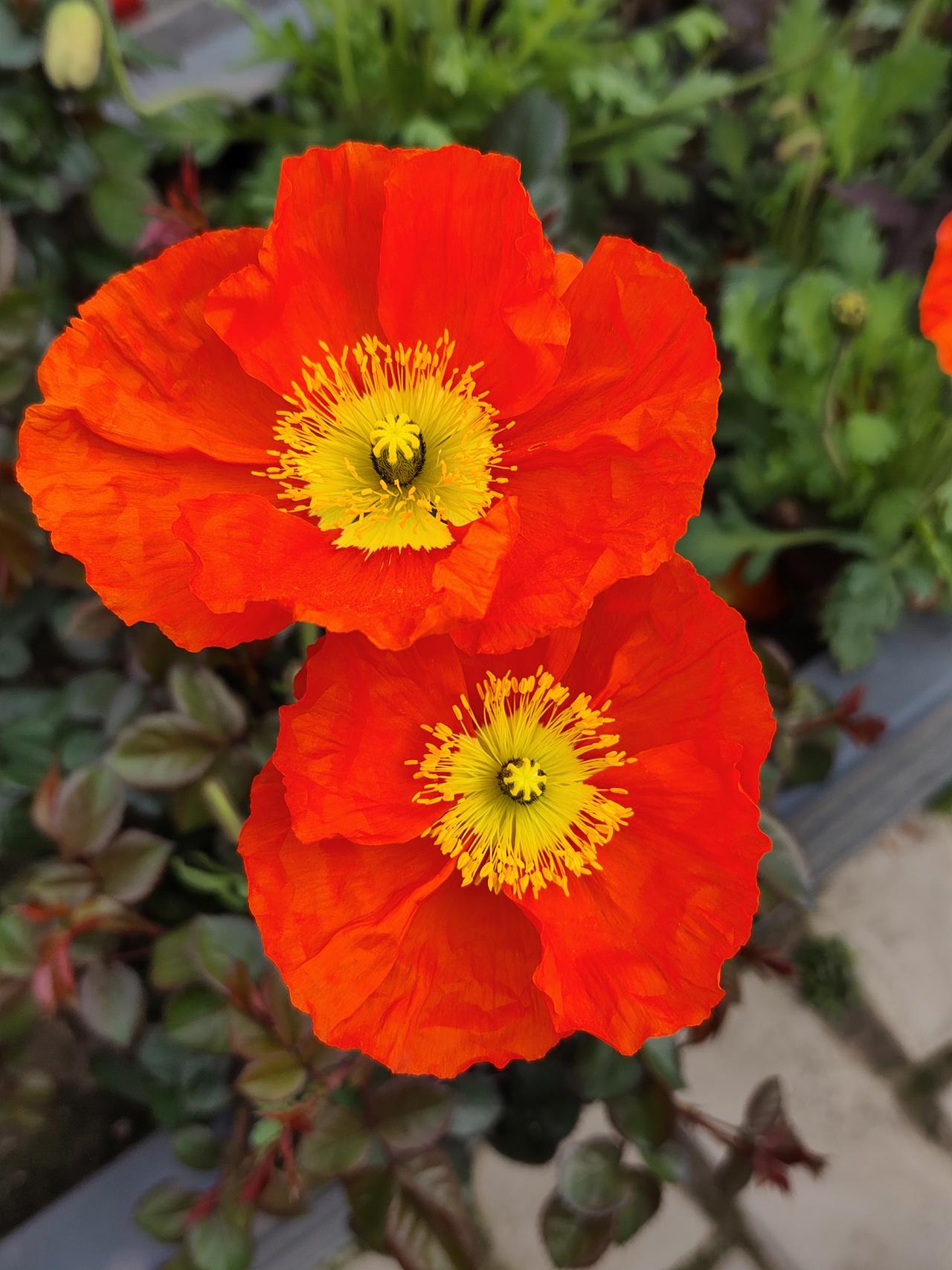 58岁的孙大爷深更半夜突然被胃痛疼醒，心里想着估计又是老胃炎又犯了，没太当回事。