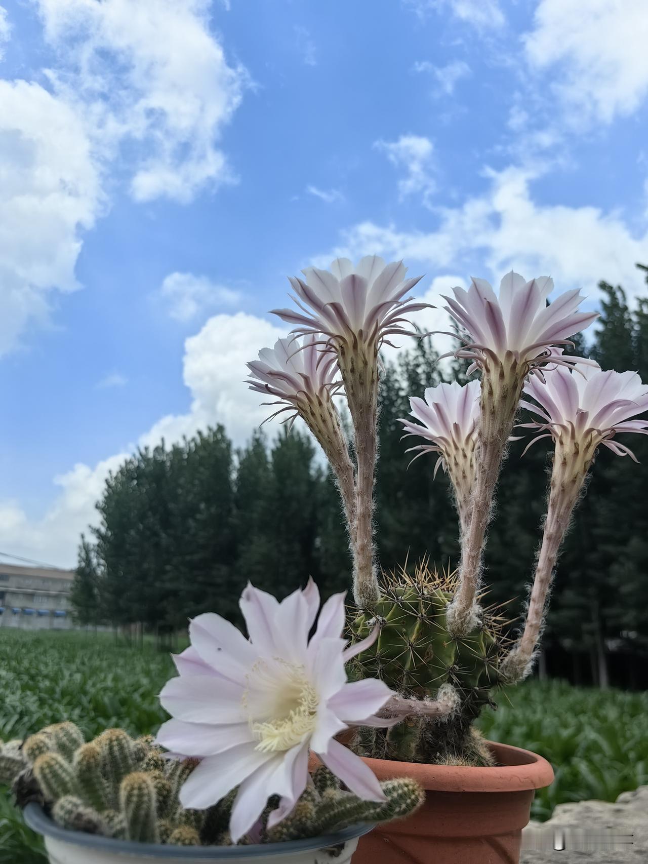 得了癌症,治和不治区别大吗?得了癌症治和不治的区别，拿我来说吧：是死去和活着