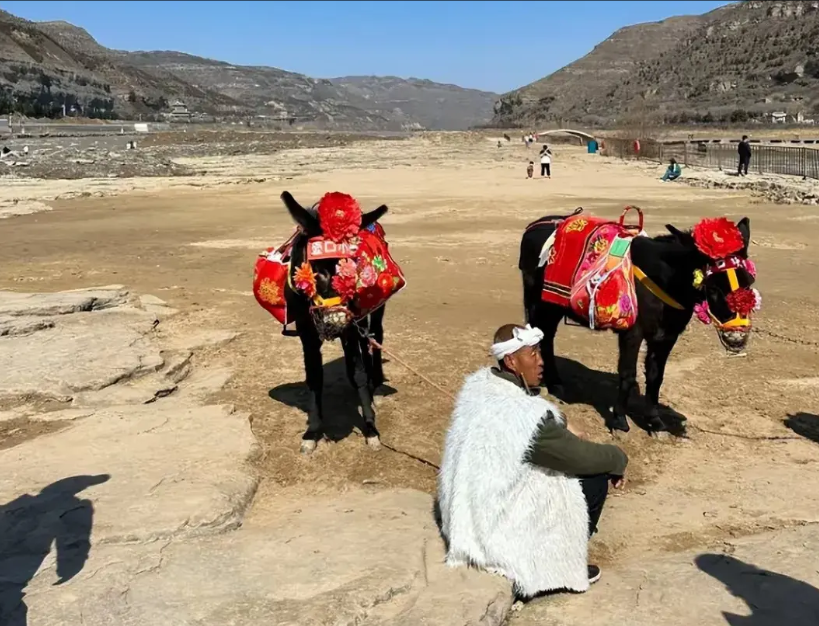黄河壶口瀑布景区一头叫“来福”的公驴突然走红，原因是暴露生殖器遭到一名女游客投诉