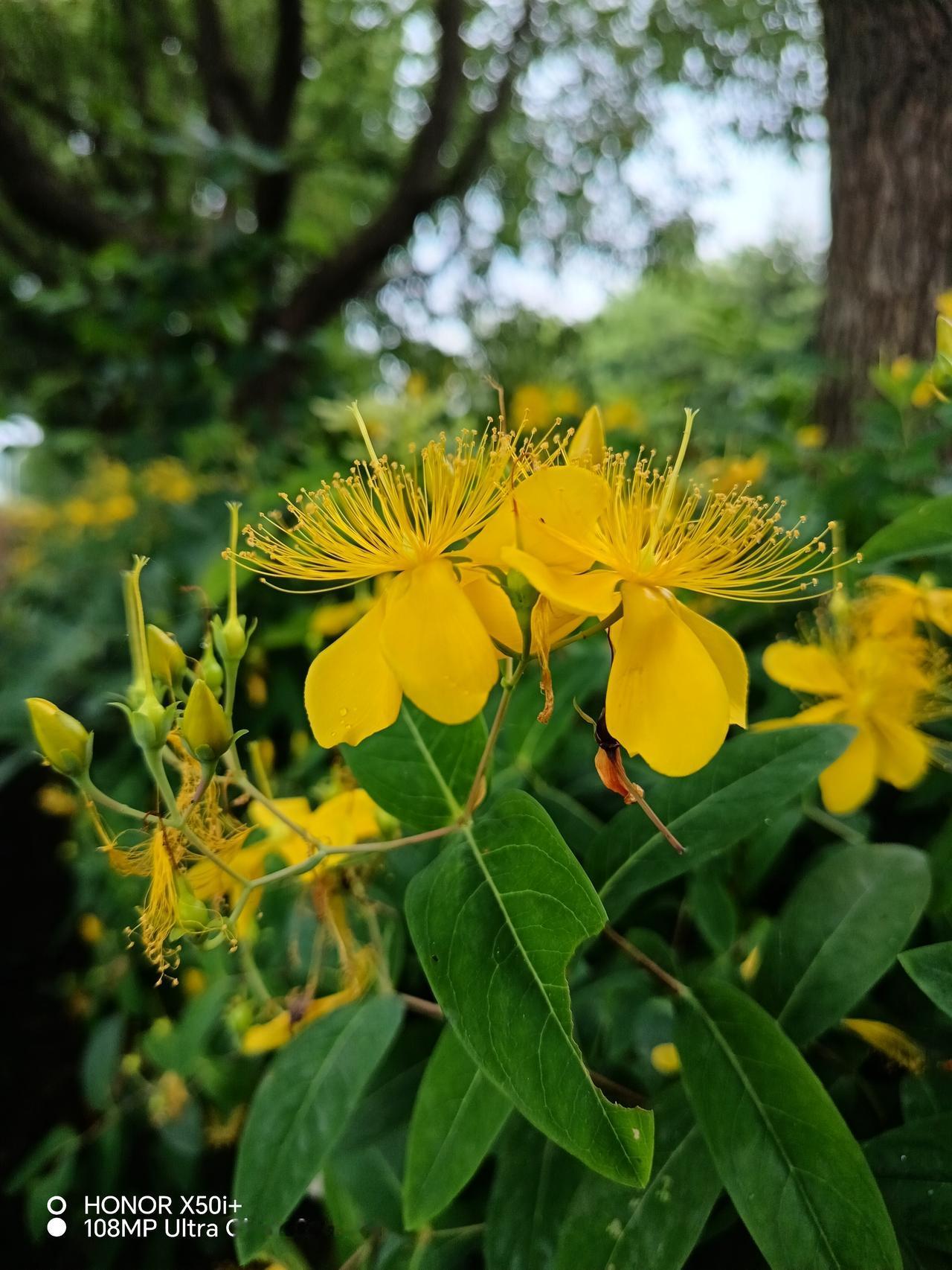 它最标志性的特点就是：-明亮的金黄色花瓣，一般5枚，舒展又轻盈-花心