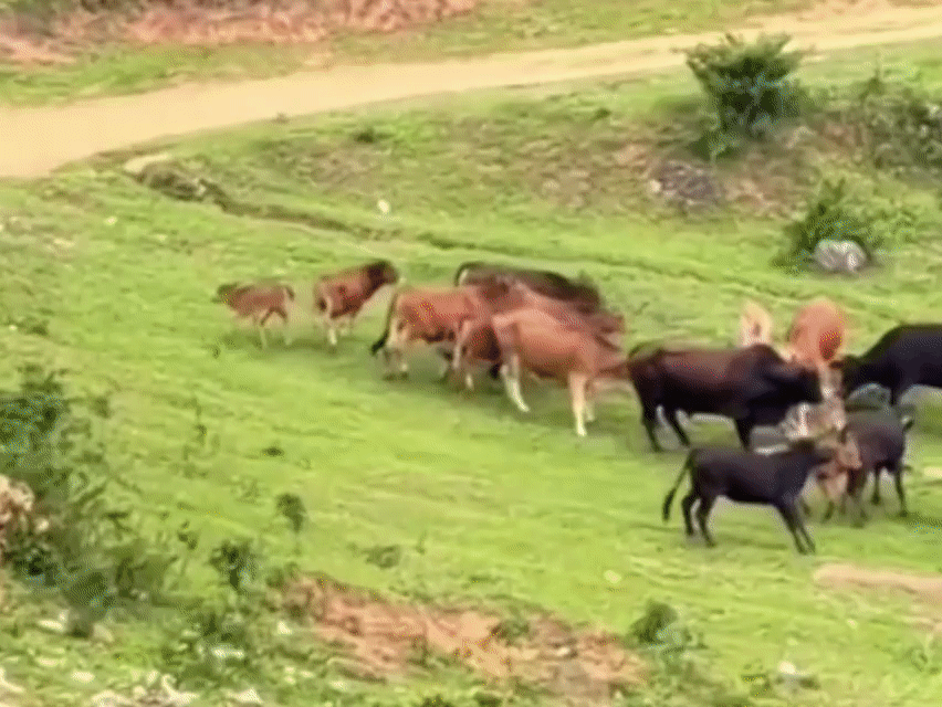 这应该算“救命恩牛”吧。家长带着小朋友爬山偶遇牛群，小朋友却意外的卷入黄牛群摔