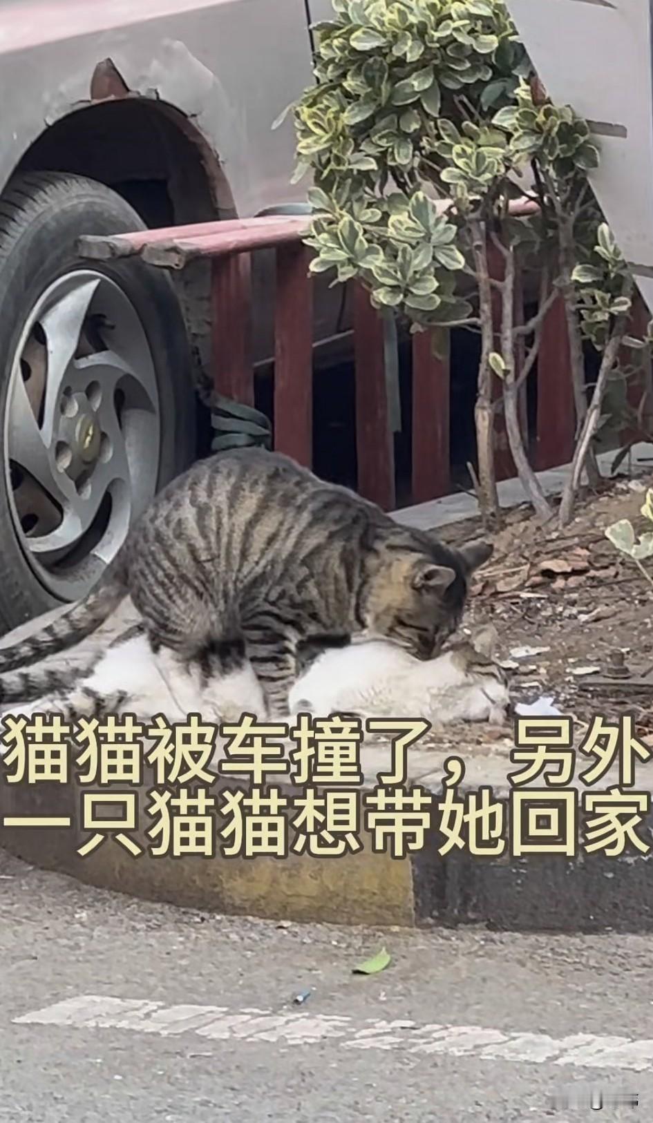 太可怜了！这天一位小哥哥去散步，当他走到一条马路上的时候，看到了无比凄惨的一幕，