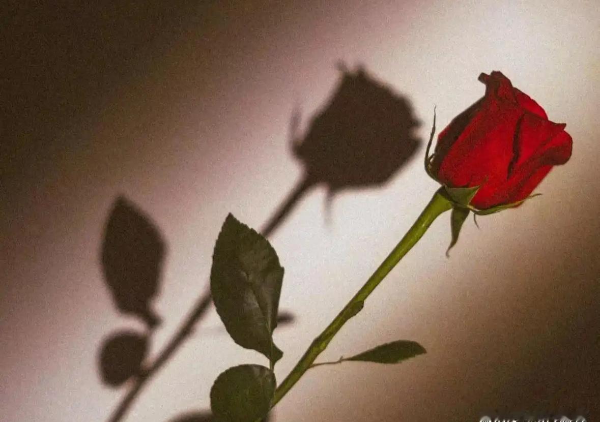 儿子让我看他同学女朋友的照片，问我有没有想说的，我只回了一句：“情人眼里出西施！