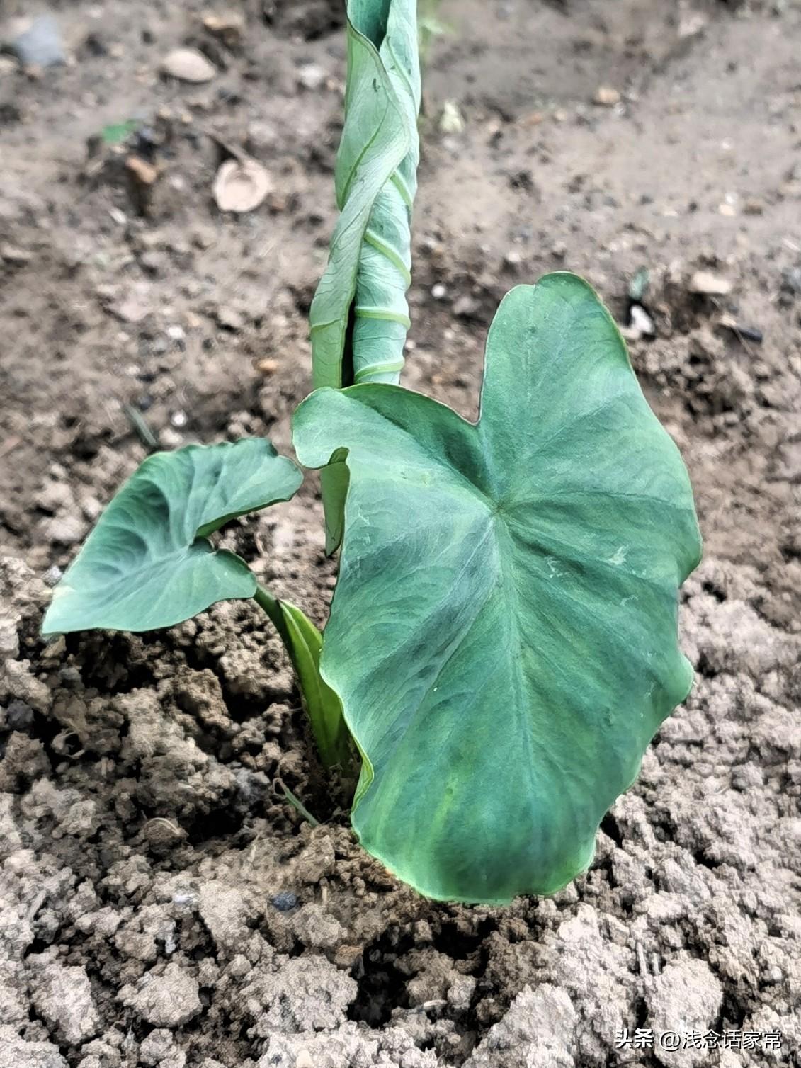 芋头种植的四个阶段,你知道吗?谁种芋头还乱浇水？其实芋头一生分四个阶段，搞错一