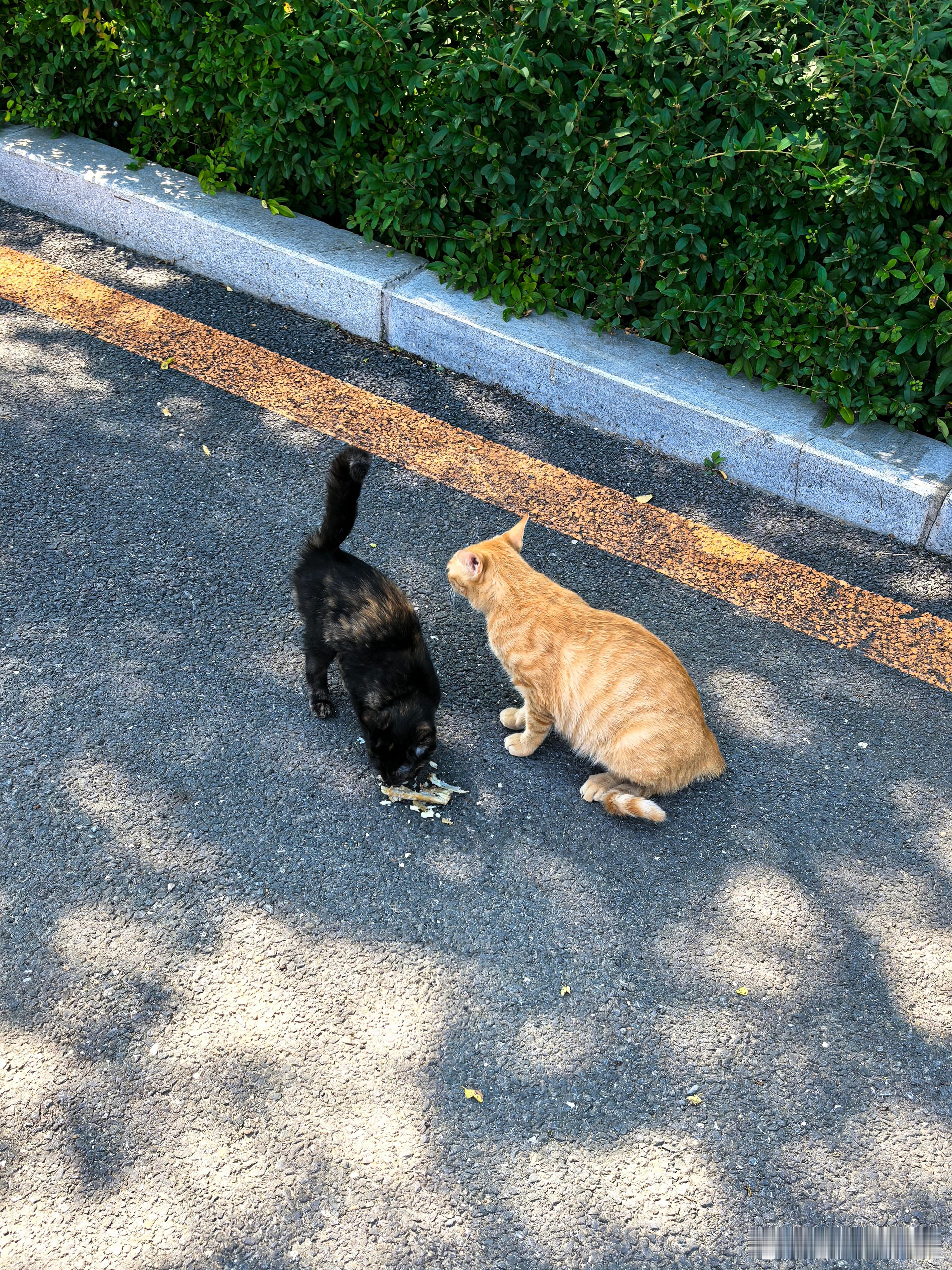 今天食堂正好有鱼，流浪猫母子有饭吃了[大笑]​​​
