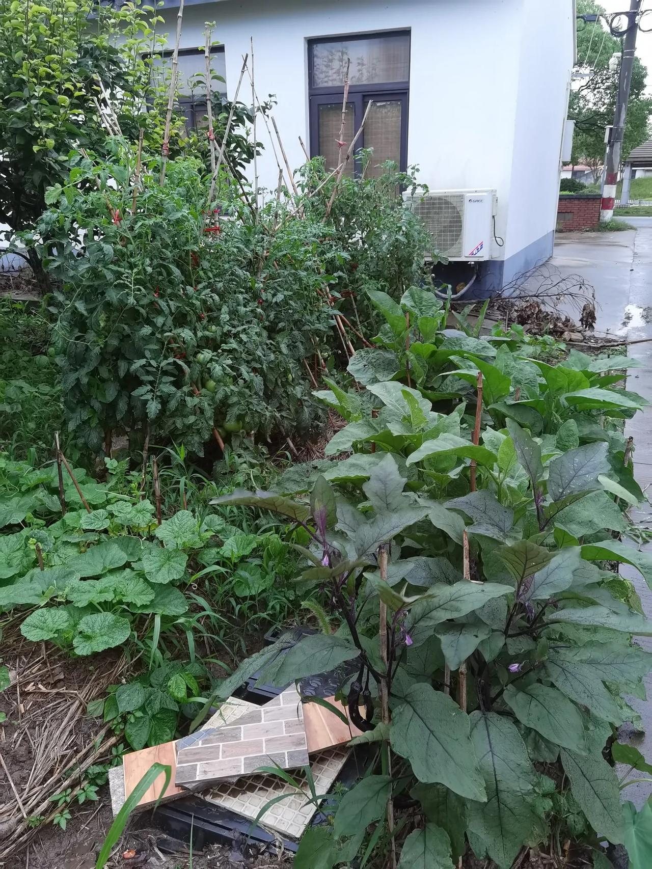 上海蛇年黄梅雨季颠覆眼球，不仅入梅早、雨量大，而且风势雨势强！加上之前持续高温干