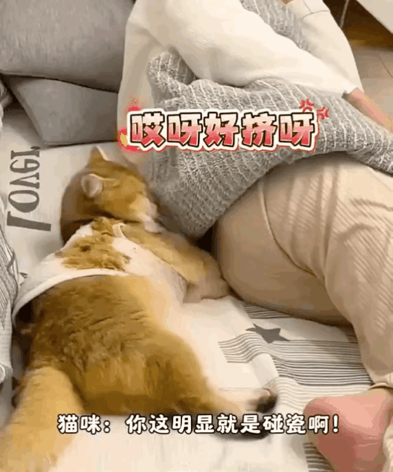 看完这段真的笑出声了。猫咪挨着主人在沙发上睡觉，迷迷糊糊地伸爪子轻轻推了主人一下
