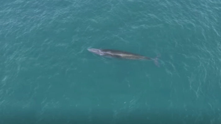 布氏鲸“刀疤哥”被渔船撞到，官方说暂无鲸鱼伤亡报告。根据有关规定，渔船或其他船