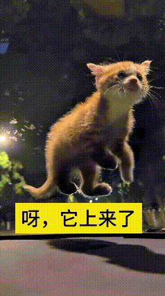 我翻来覆去看了好几遍这个视频，心里可吃惊，好好的路边咋跑出来一只小奶猫？也不知道