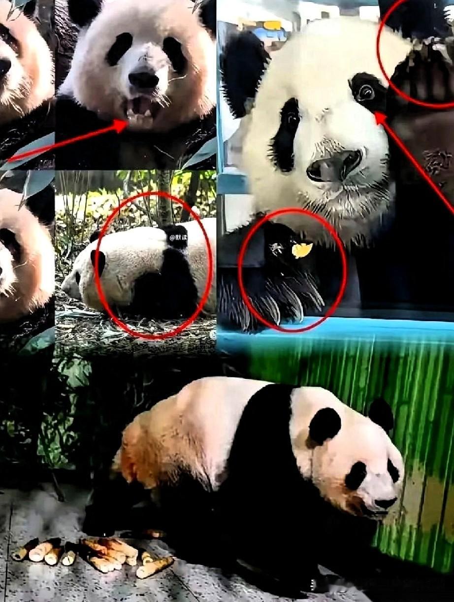 日本的两只熊猫，真是高冷得可以。饲养员想逗它们开心，一般都是让它们表演一些小节目