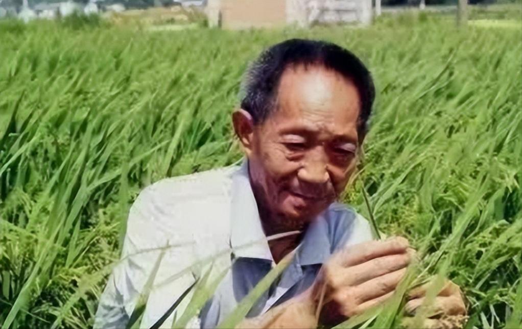 应该马上死刑！央视新闻在2024年4月，曝光了一起惊天大案：我国杂交水稻之父袁隆