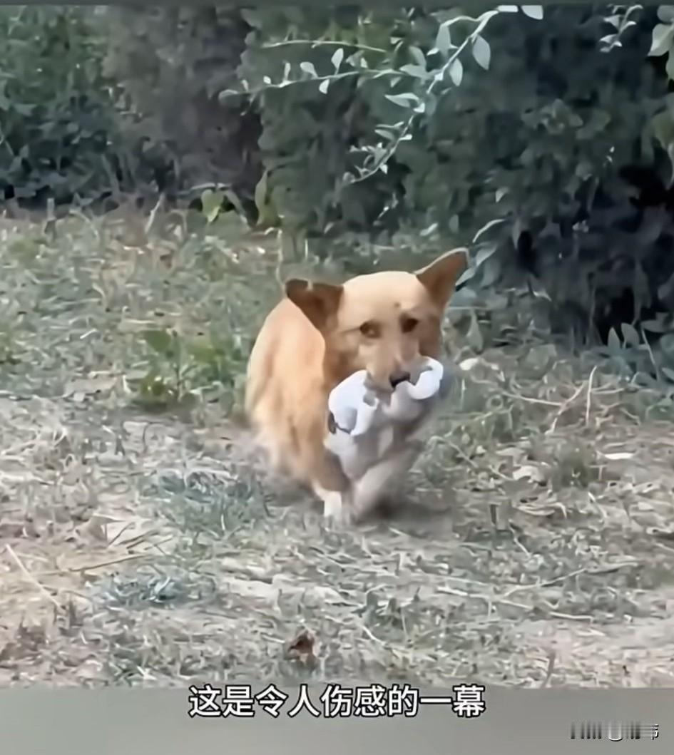 泪目了！这天一位小哥哥去公园玩，当他走到一片草地附近的时候，看到一只狗妈妈叼着一