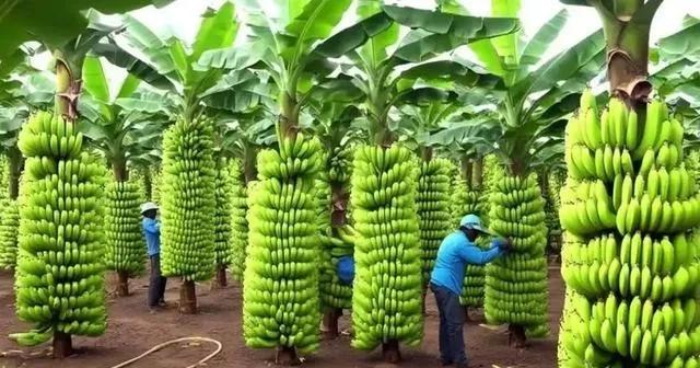 中国停购菲律宾香蕉，达沃港香蕉腐烂，30万蕉农生计告急，协会负责人怒了！自