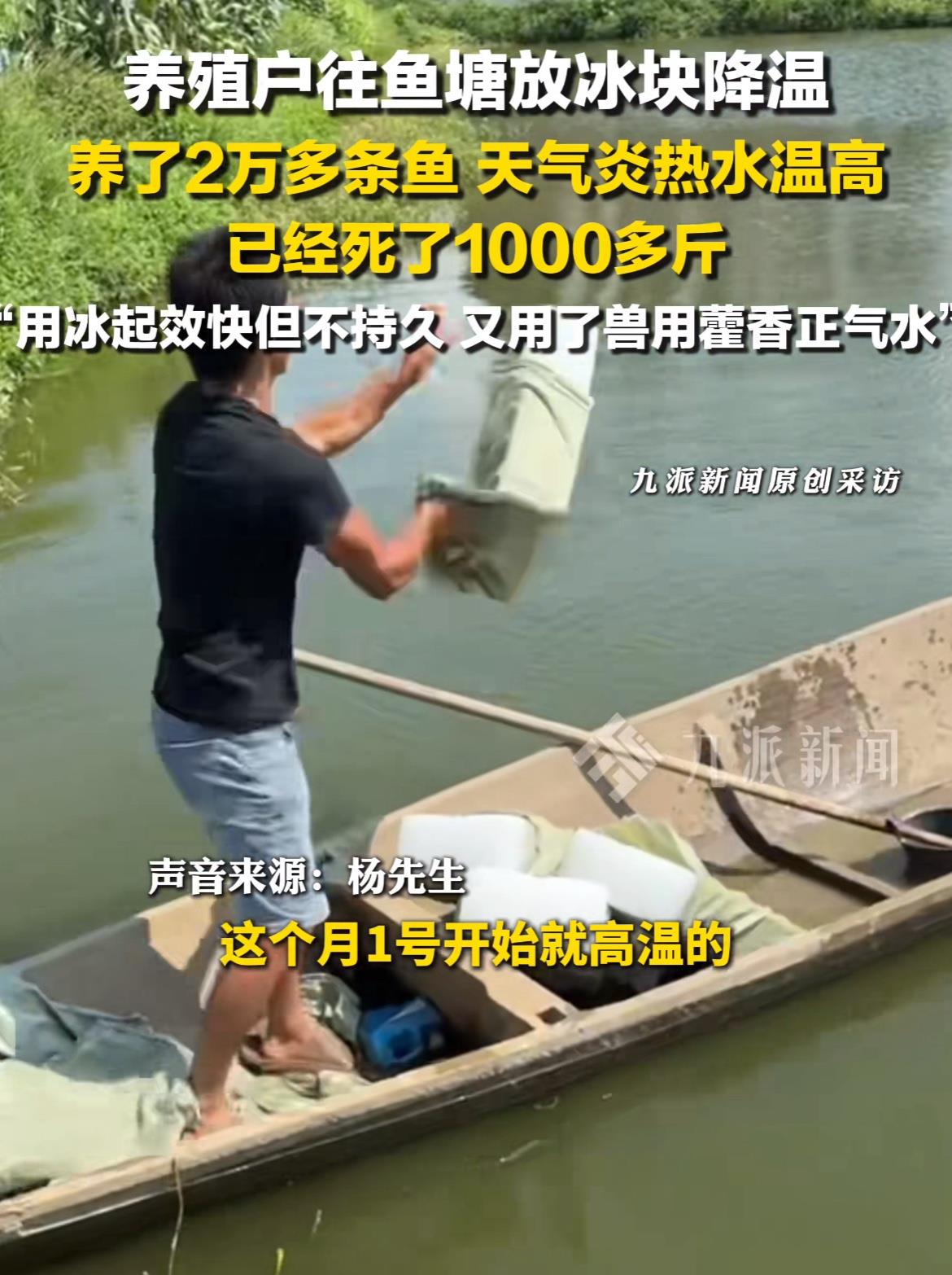 这天气热得连鱼都受不了咯！7月11日，湖南岳阳一鱼塘养殖户，为了给自家的鲈鱼降温