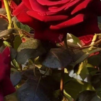 玫瑰种植方法一、时间：玫瑰花除了采用扦插的方式进行繁殖之外，还可以选择播种的方式