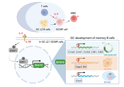 清华大学祁海团队破解B细胞免疫记忆形成关键机制——白介素-9-ZBTB18信号轴