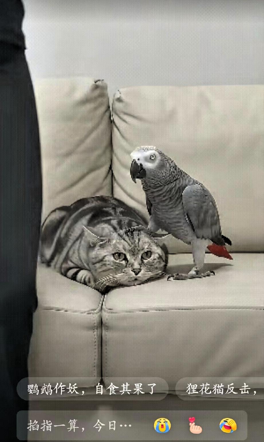 鹦鹉仗着女主人的宠爱，居然欺负到了狸花猫头上家里养多只宠物，难免会出现争宠