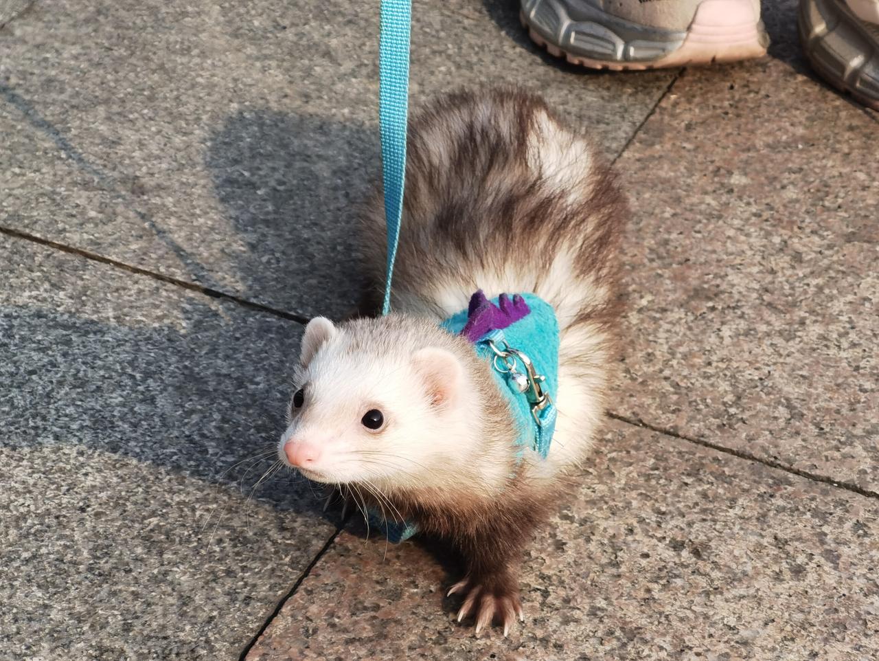 稀奇古怪！居然有人把貂当宠物养[赞][玫瑰][捂脸哭]昨天下午，我在成都某地街