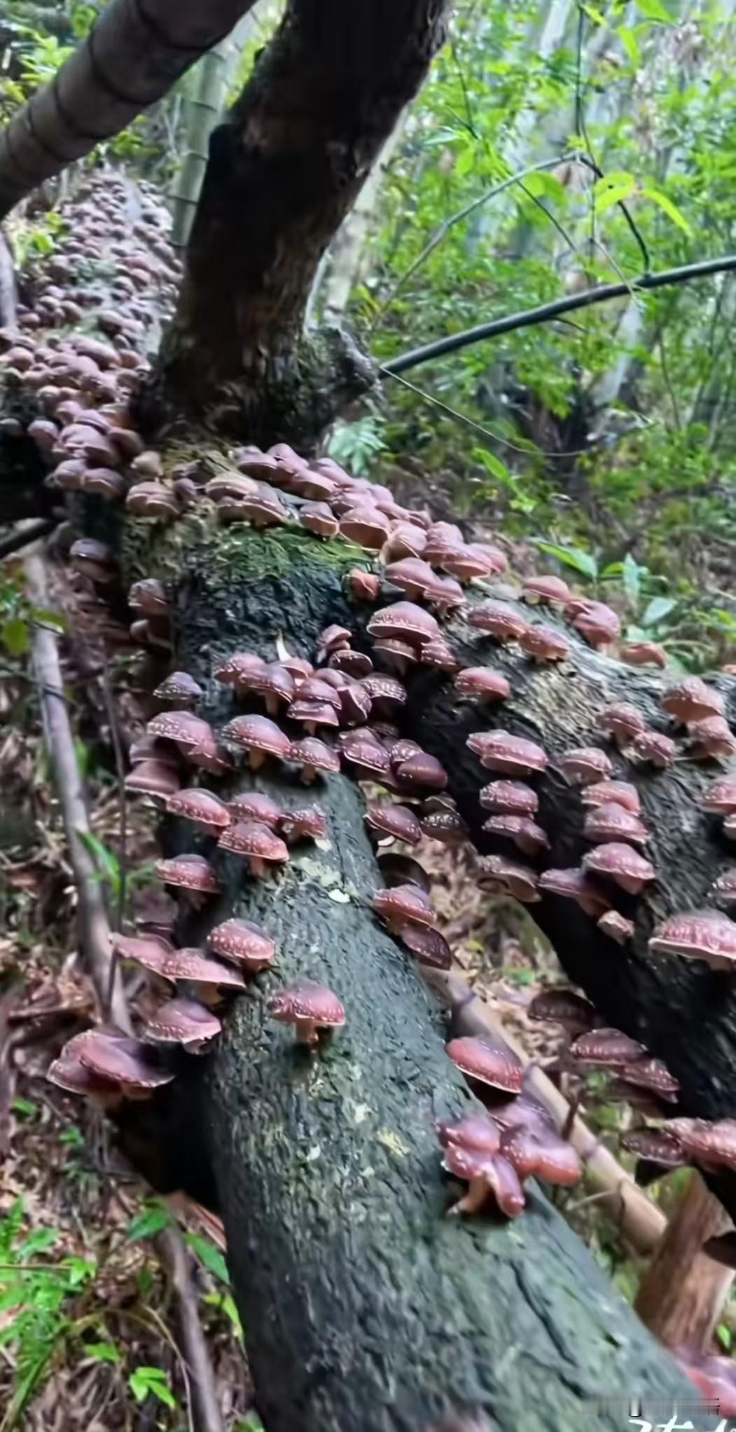 来自大自然的馈赠！这山林深处，一根根老树干像是被施了魔法——深褐的菌盖如缀满碎