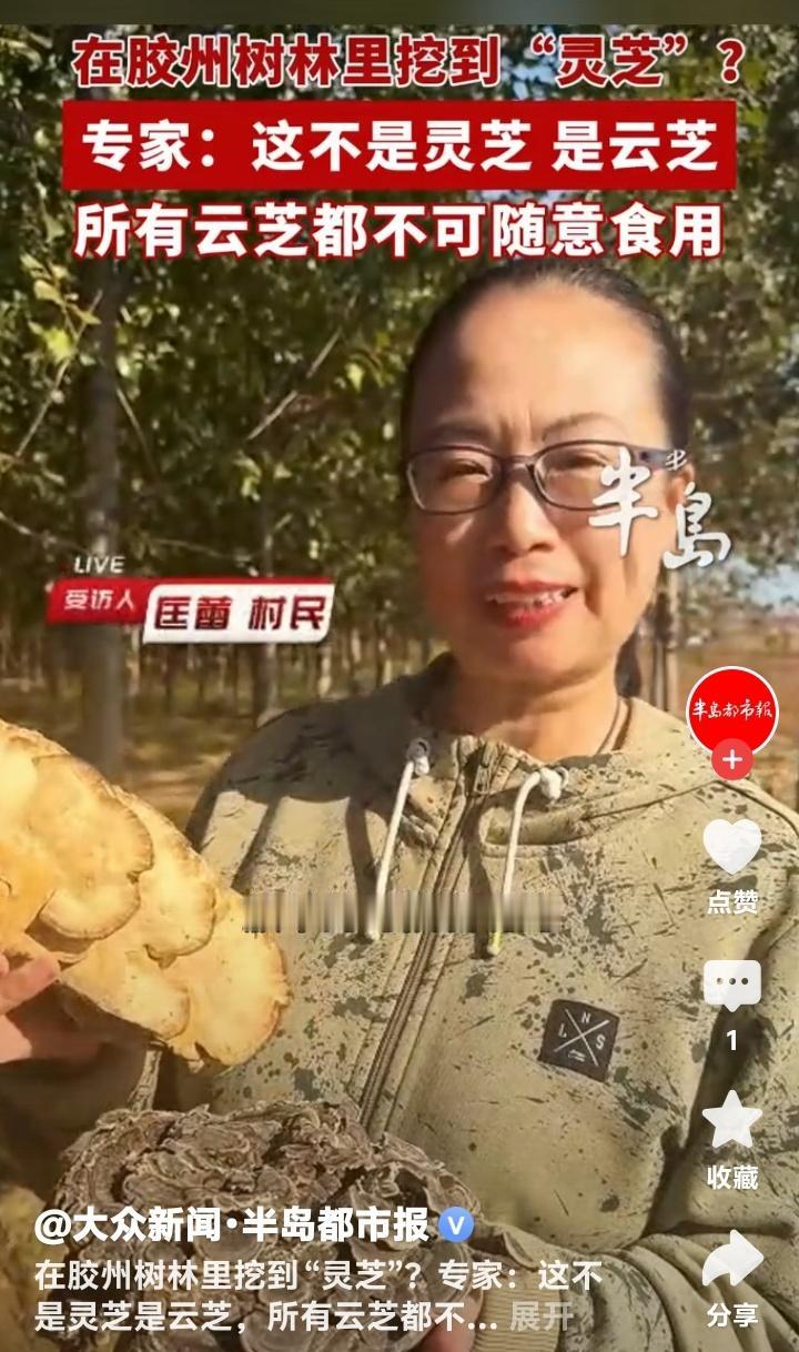 青岛胶州惊现神秘树林仙草！放羊大叔意外挖出巴掌大“灵芝”，专家紧急发声揭穿真相背