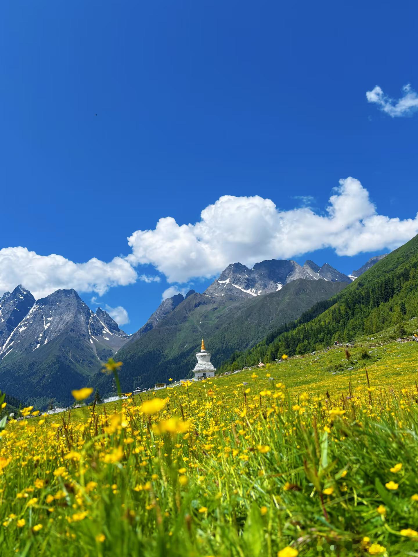 不用远赴瑞士！国内也有同款雪山草甸🏔️夏天一定要来一趟四姑娘山，治愈感直接拉满