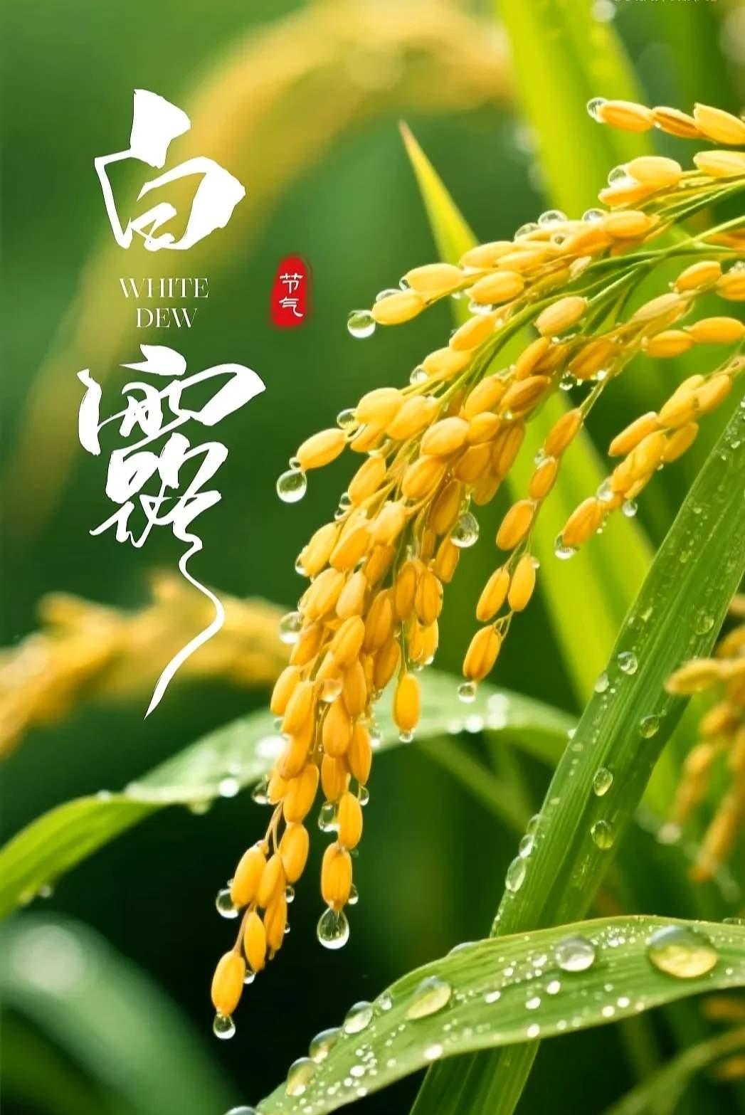 今天是白露节气，“白露不养，一年白忙”“白露进补，冬不受苦”。你吃道山东地区白露