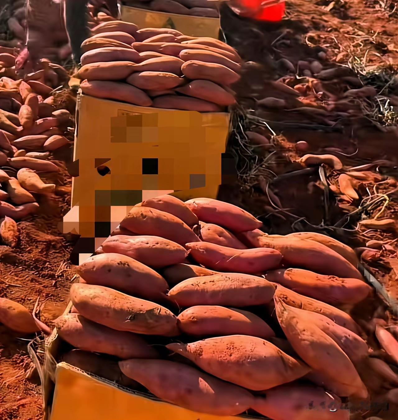 真是自搬石头砸脚！据说这几天云南建水的红薯烂在地里也没有人收了，真是报应来了！