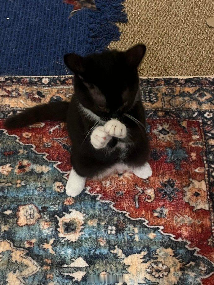 猫猫拳击手​​​