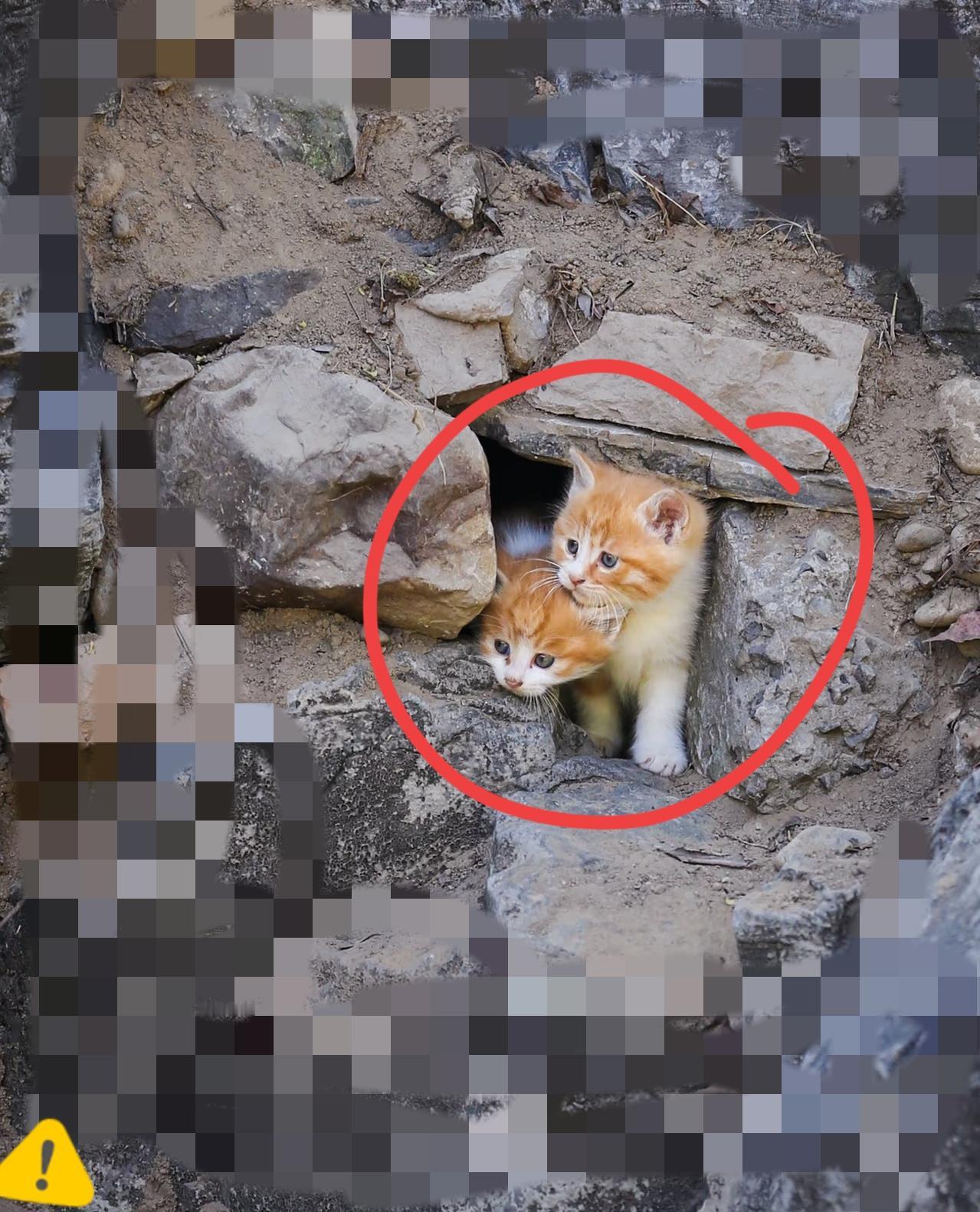 小区里的猫躲着人，到底在怕什么？谁没见过小区角落里那些“惊