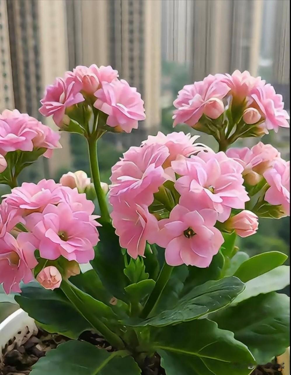 有时候煮熟的鸡蛋不好剥皮，鸡蛋清都沾在皮上，细心慢慢的剥也不行，后来我就采用蒸鸡