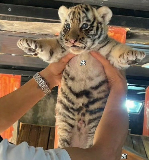 虽然都是猫科系的，但区别还是很大的