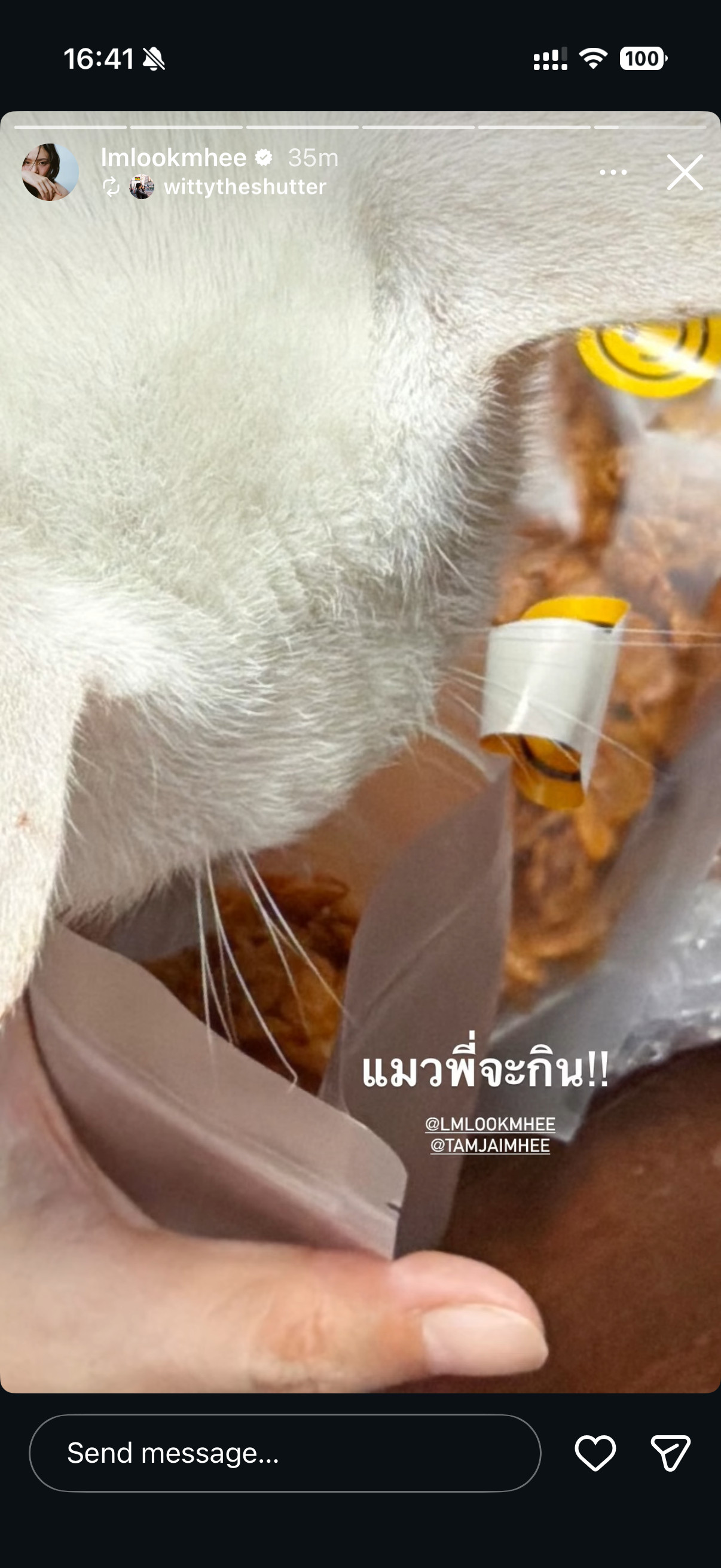 这个玉米片真的很吸引猫