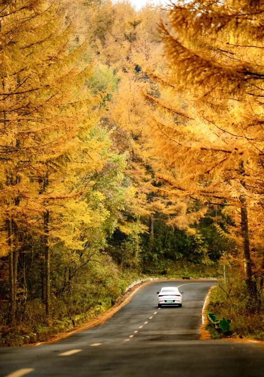 光雾山陈家山至十八月潭十八月潭景区收费50，景区建设很好，从陈家山至景区的40