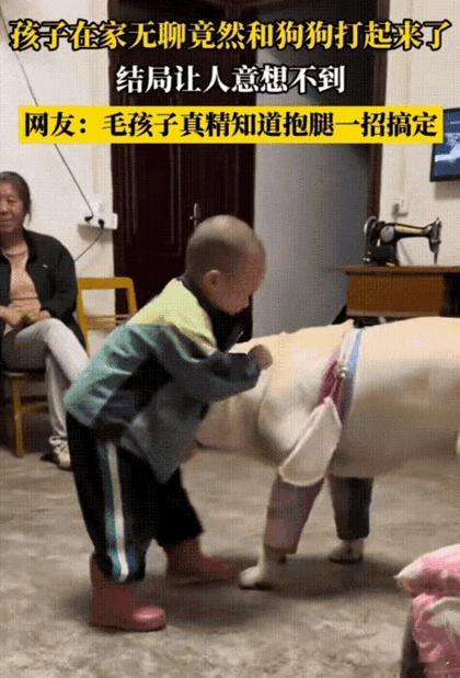 笑不活了！湖北，萌娃在家无聊竟然和自家狗狗打了起来，狗狗很胖乎，萌娃在狗狗面前很