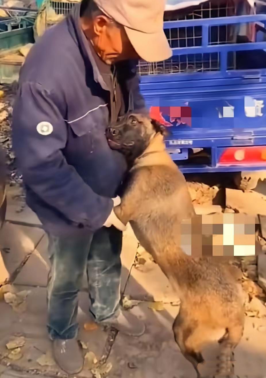 看到一新闻:狗狗兢兢业业看护了两年的羊群，大爷把它带到狗市上卖到了狗肉车上，狗狗