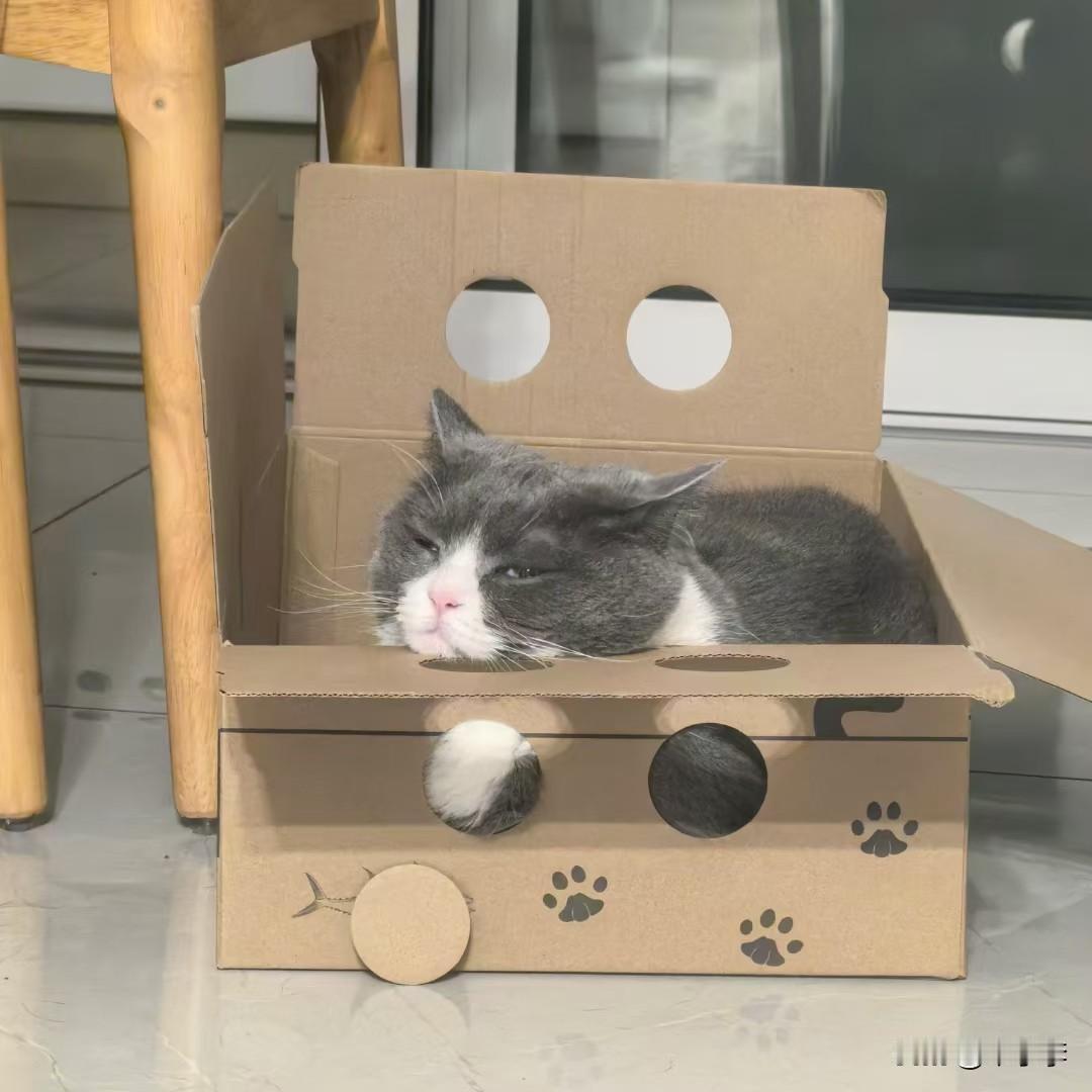 冬日生活打卡季早起的猫猫，懒懒的