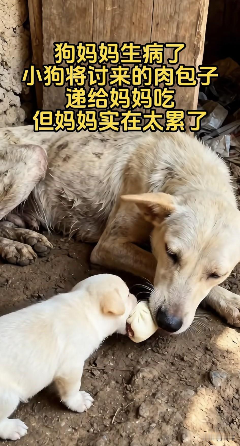 太感人了！一只流浪狗妈妈生病了，它奄奄一息的蜷缩在角落，它没有体力起来去找食了，