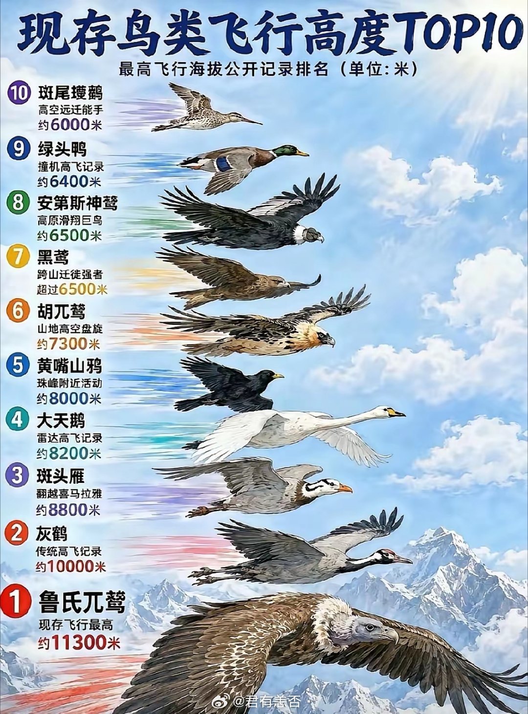 原来秃鹫才是飞得最高的，一直以为是老鹰